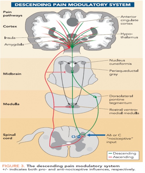 503px-descending-inhibitory-pathway.jpg