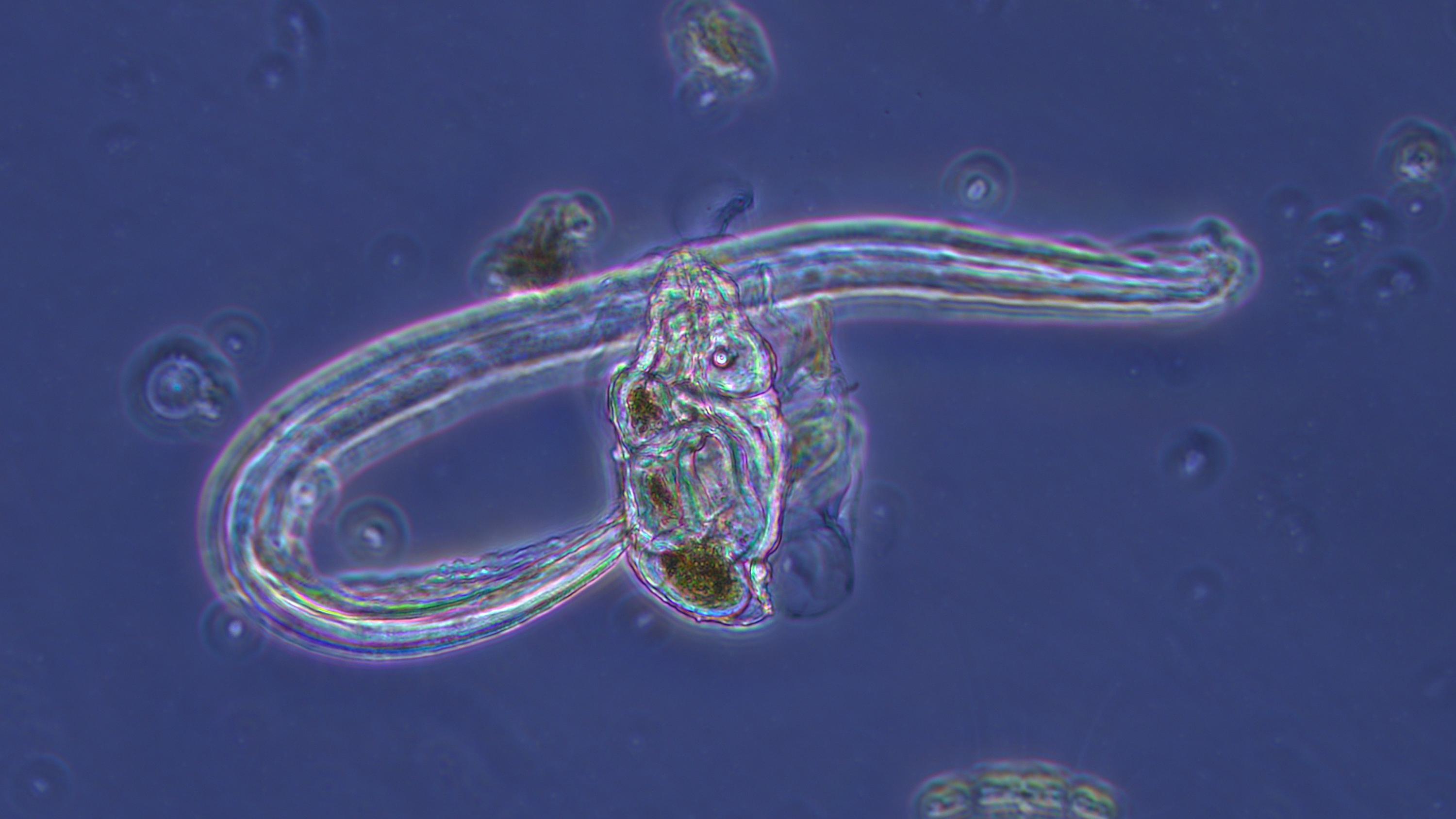appendicularia.jpg