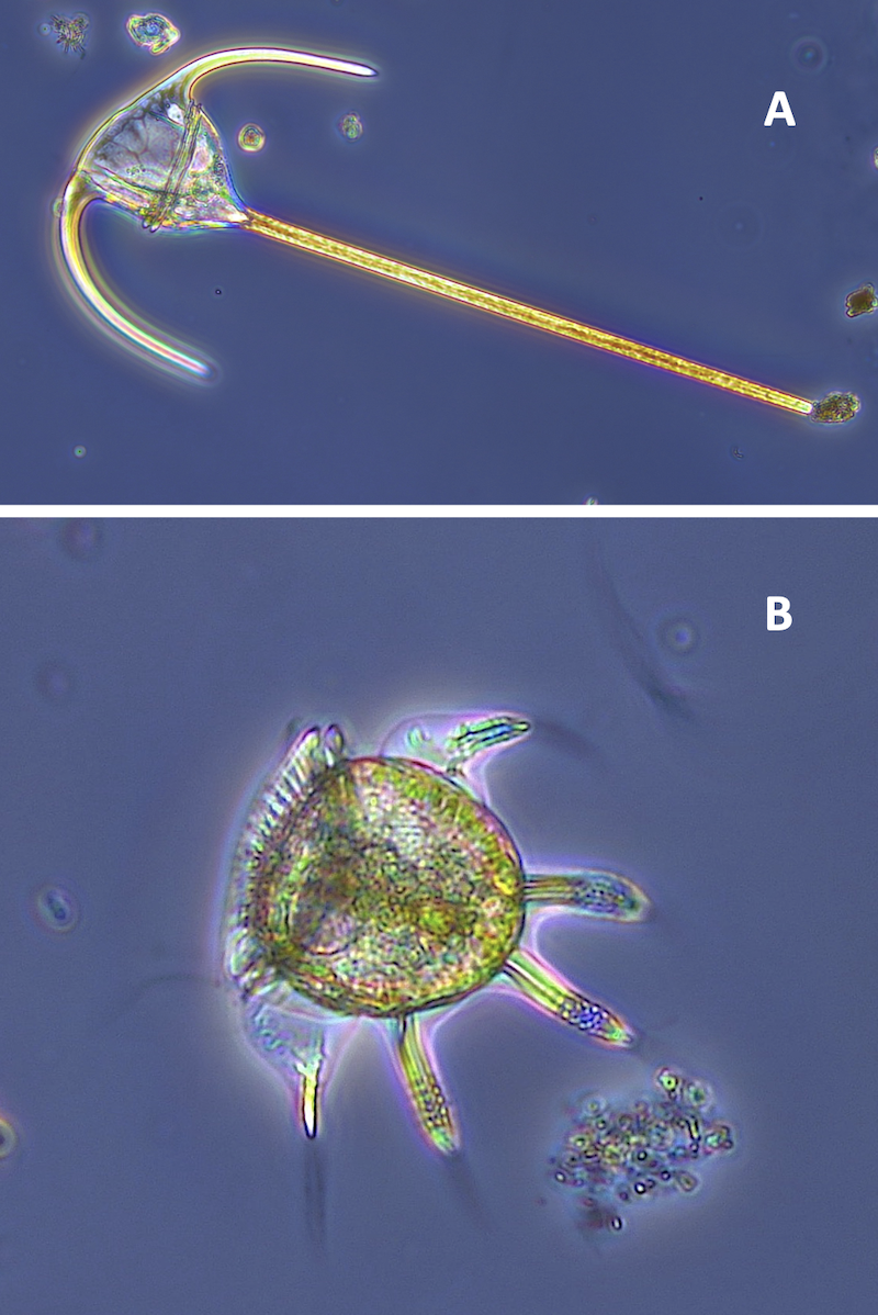 ceratium_i_ceratocorys.png