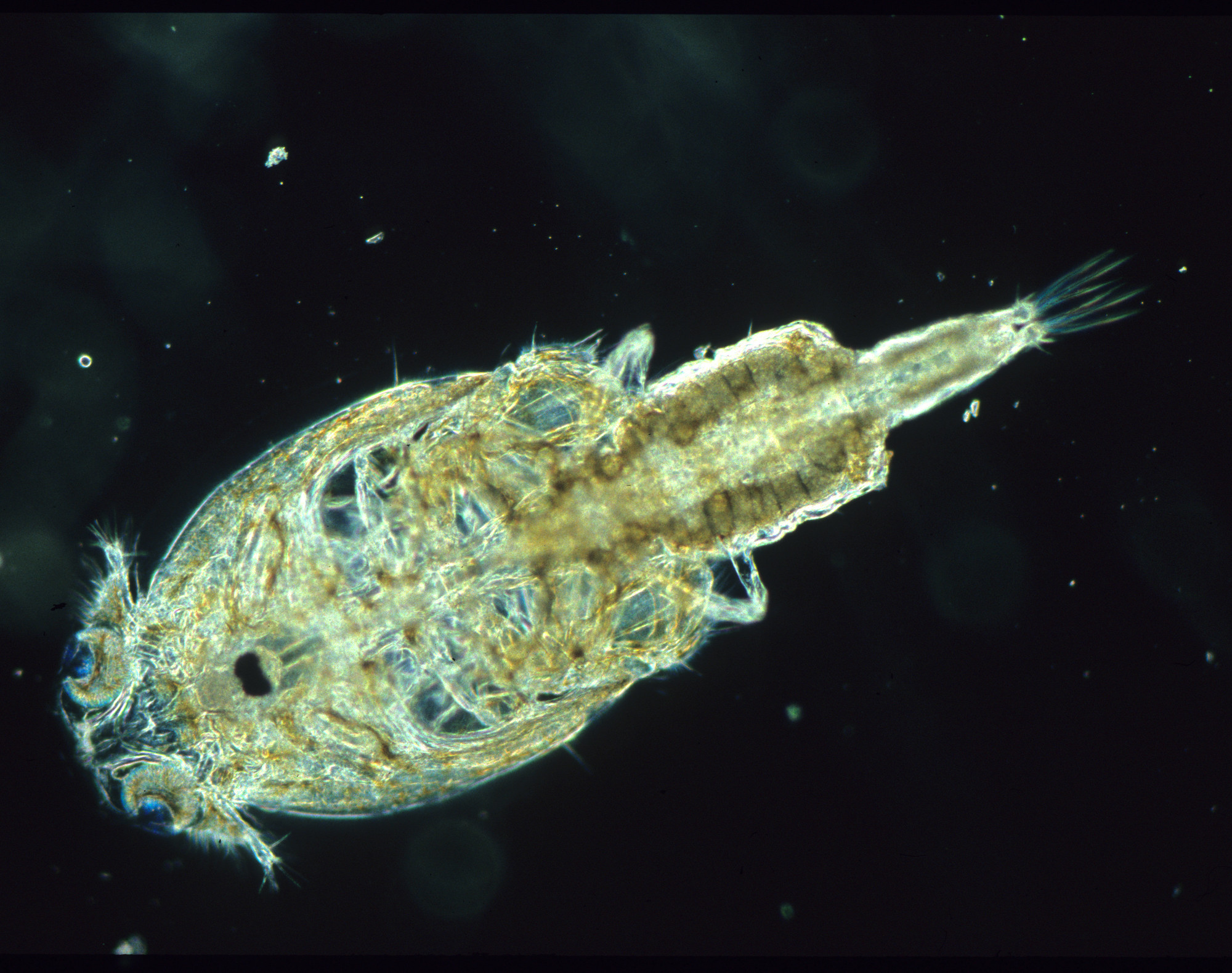 copepode_parasit_copy.jpg
