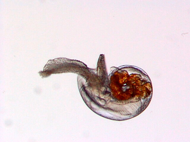 gasteropod.jpg