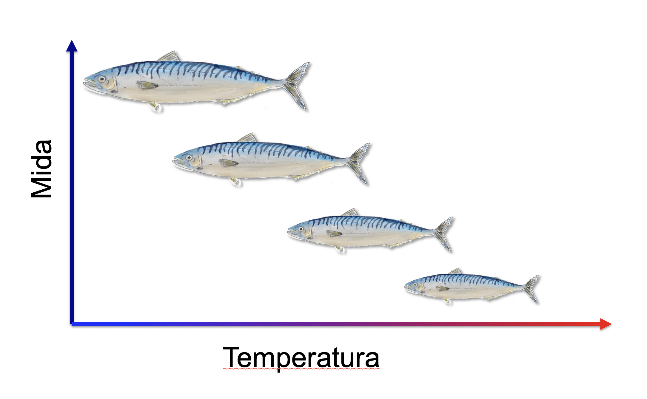 mida_i_temperatura.png