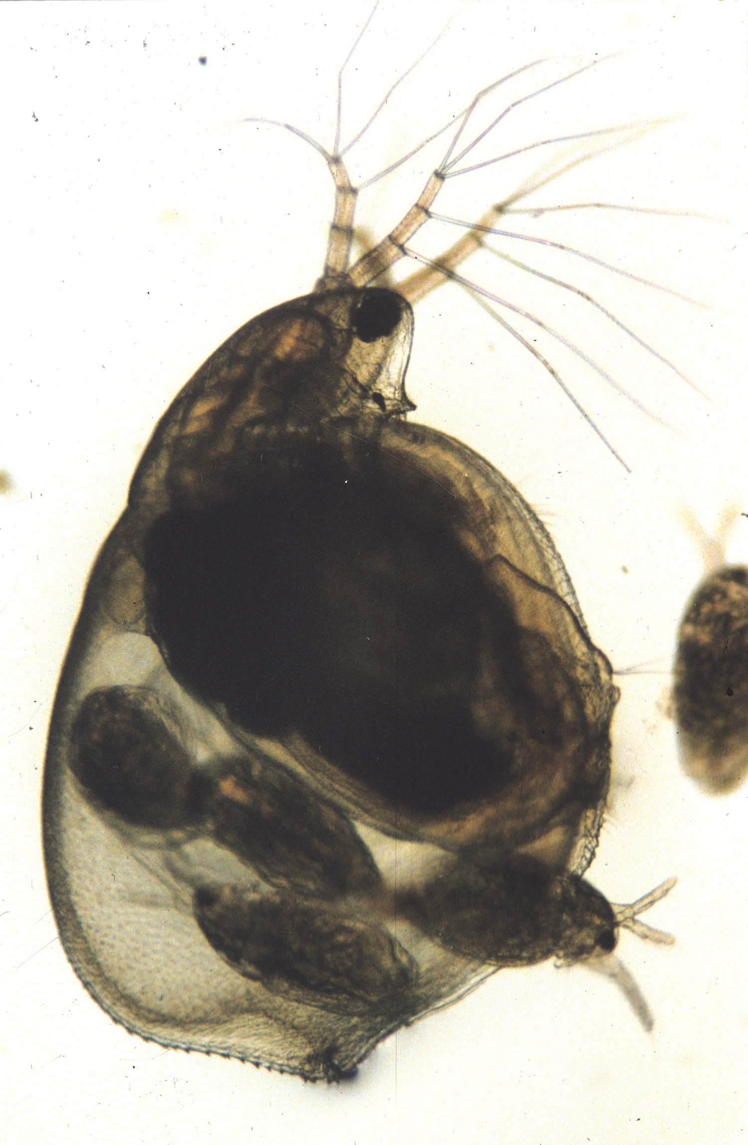 simocephalus_sp.2_copy.jpg