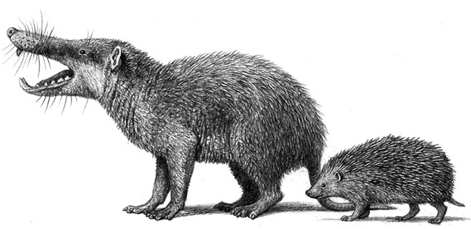 deinogalerix_gargano_fauna.jpg