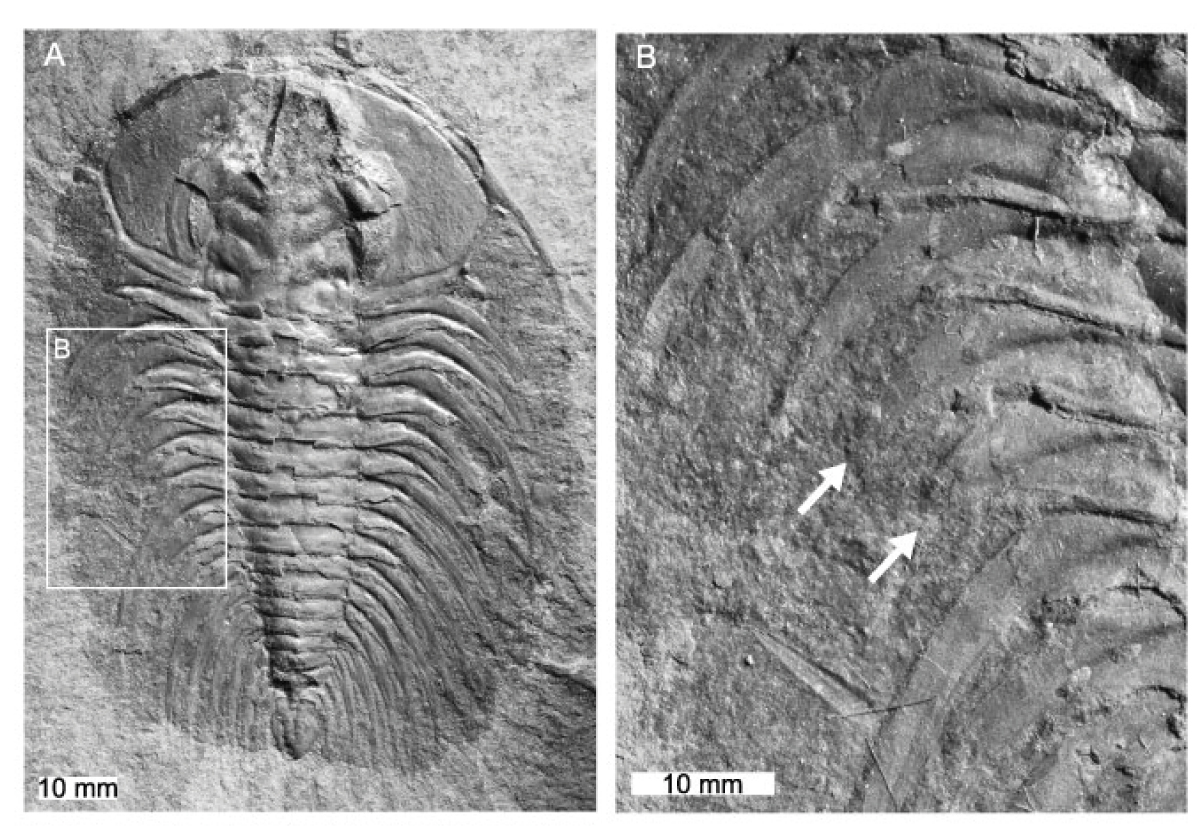 paleopathologias2.jpg