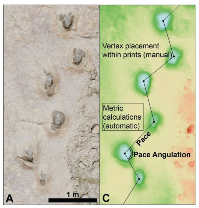 paleopathologias3_mesa_de_trabajo_1.jpg