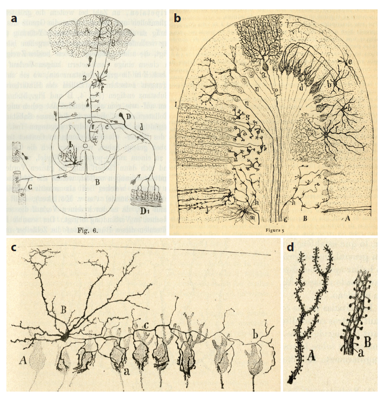 cajal_dibuixos_0.png