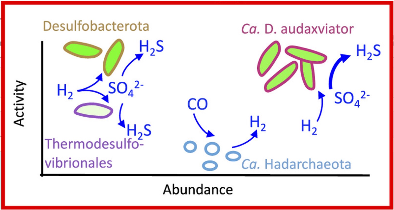 fig2_candi_desul_metabolisme.jpg