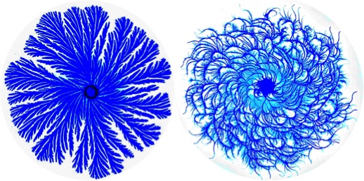 fig2_colonies_paenibacillus.jpg