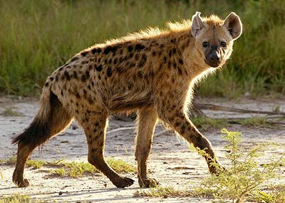 fig_1_spotted_hyena.jpg