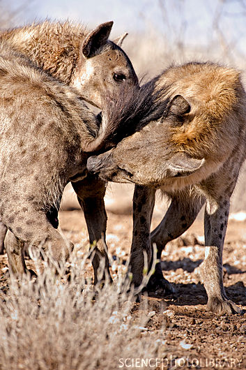 fig_2_c0099588-spotted_hyena_greeting_ritual-spl.jpg