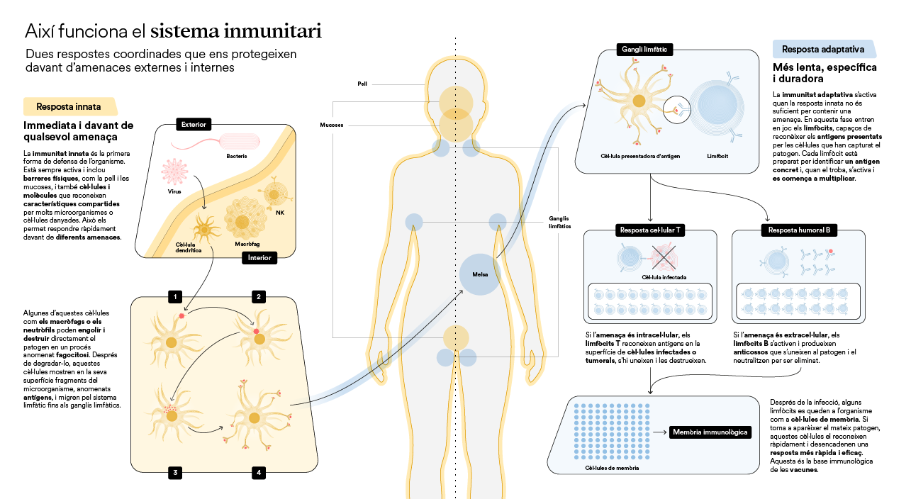 caixaresearch-institute-infografia-sistema-immunitari.png