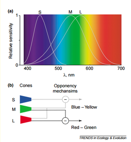 conos-rojo-verde-azul-rgb.png