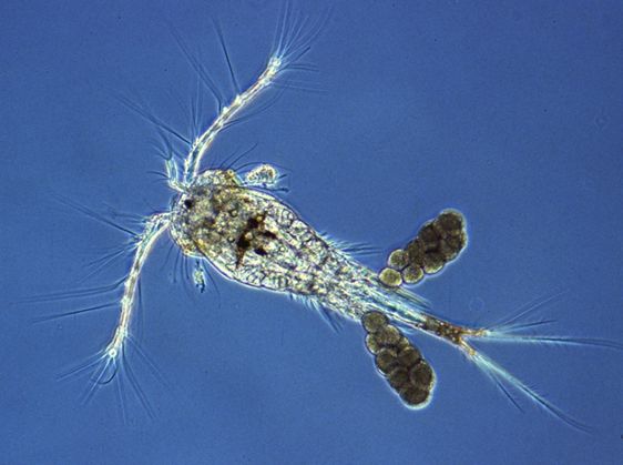 copepode.jpg