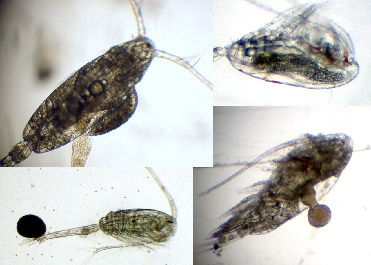 copepode.png