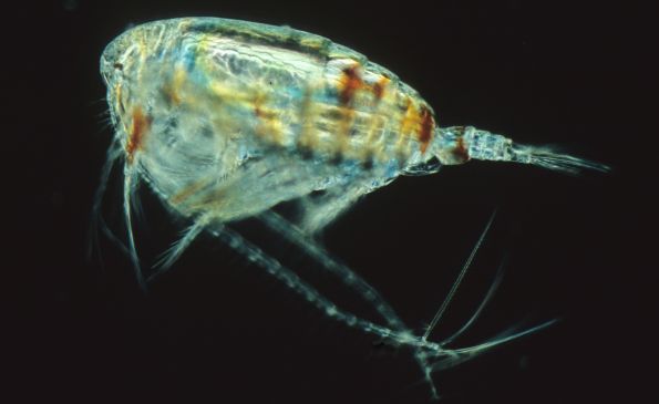 copepode_0.jpg