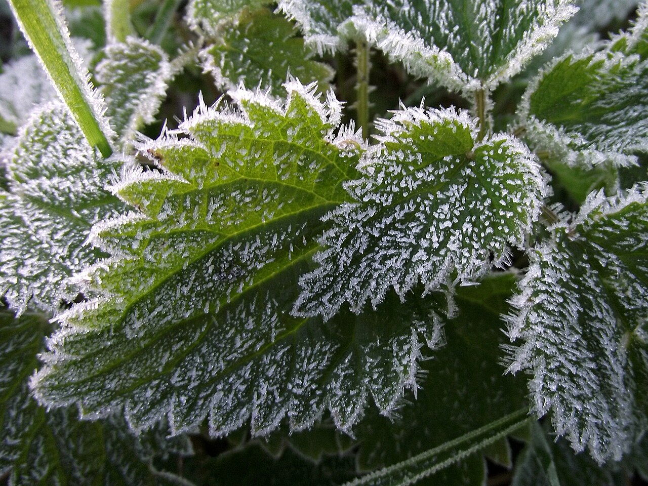 fig2_frost_on_nettle_leaves_commons_wikimedia.jpg
