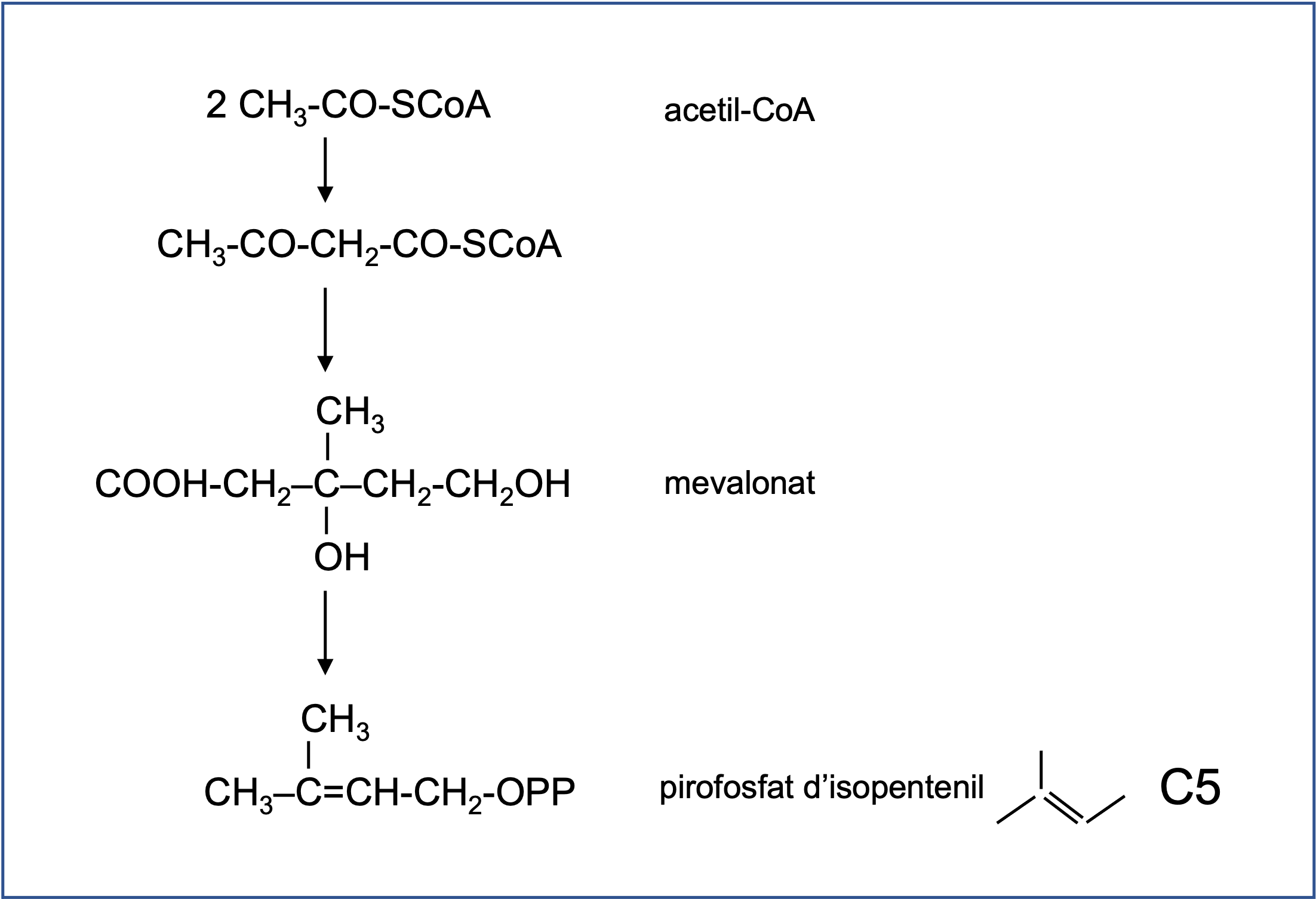 fig3_acetilcoa_a_ippp.png