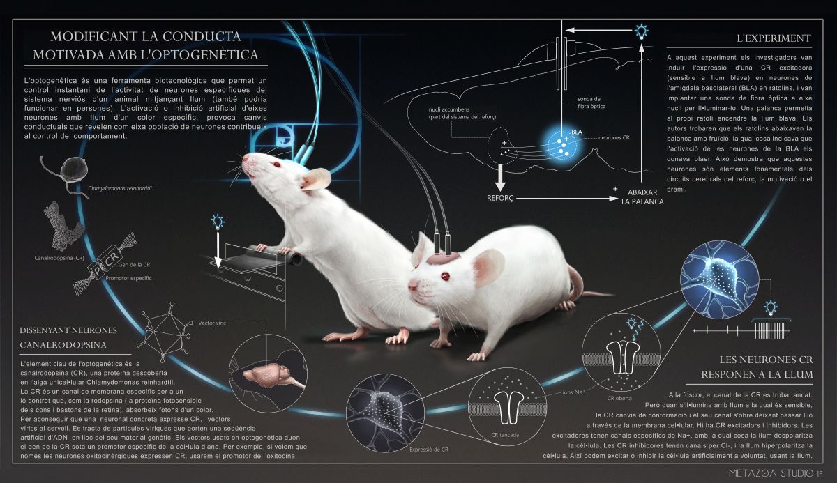 infografia_optogenetica_p.jpg