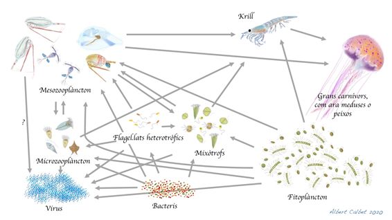 interaccions_trofiques.jpg