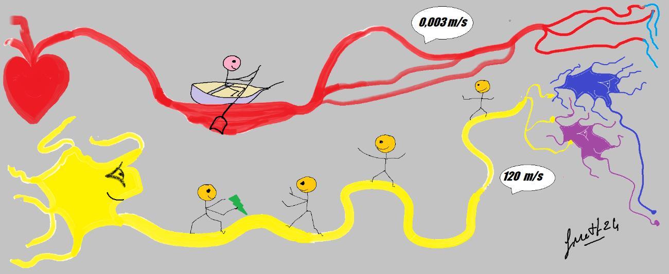 neuronesarticle_1_figura_2.jpg