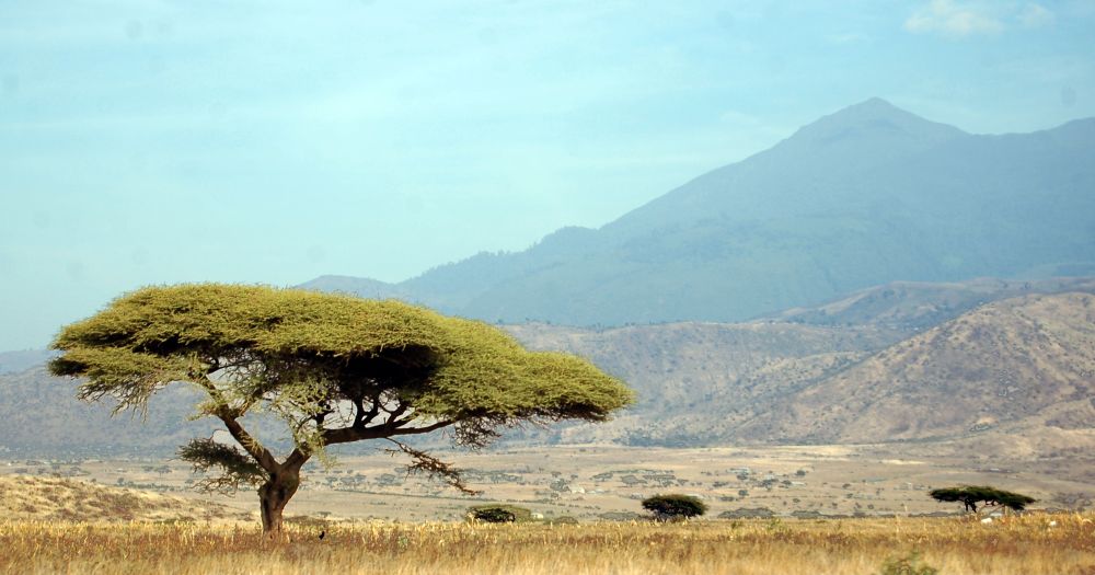 sabana_bipedisme.jpg
