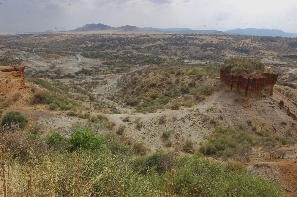 sabana_bipedisme2.jpg
