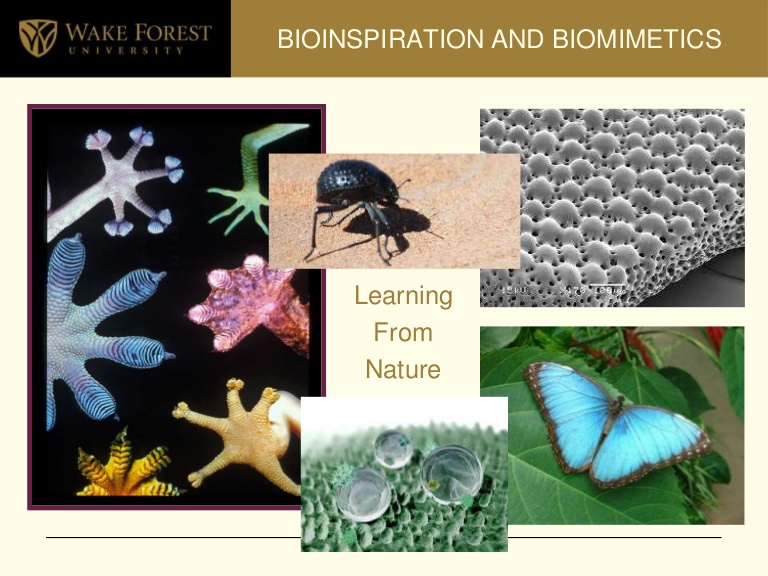 wakeforest-bioinspirationbiomimetics-open2011-110325103141-phpapp01-thumbnail-4.jpg