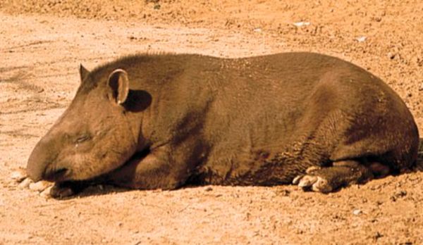 tapir