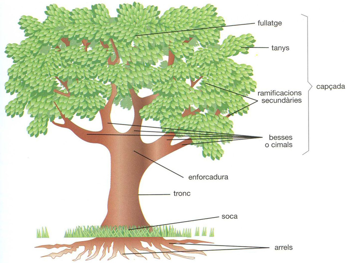 Resultado de imagen de parts arbre