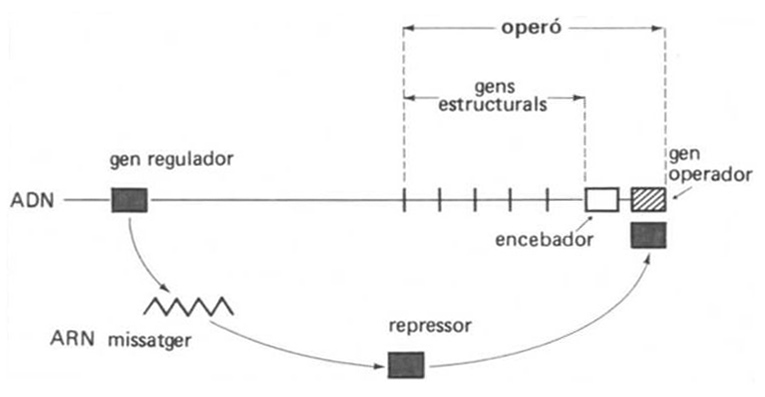 operó | enciclopedia.cat