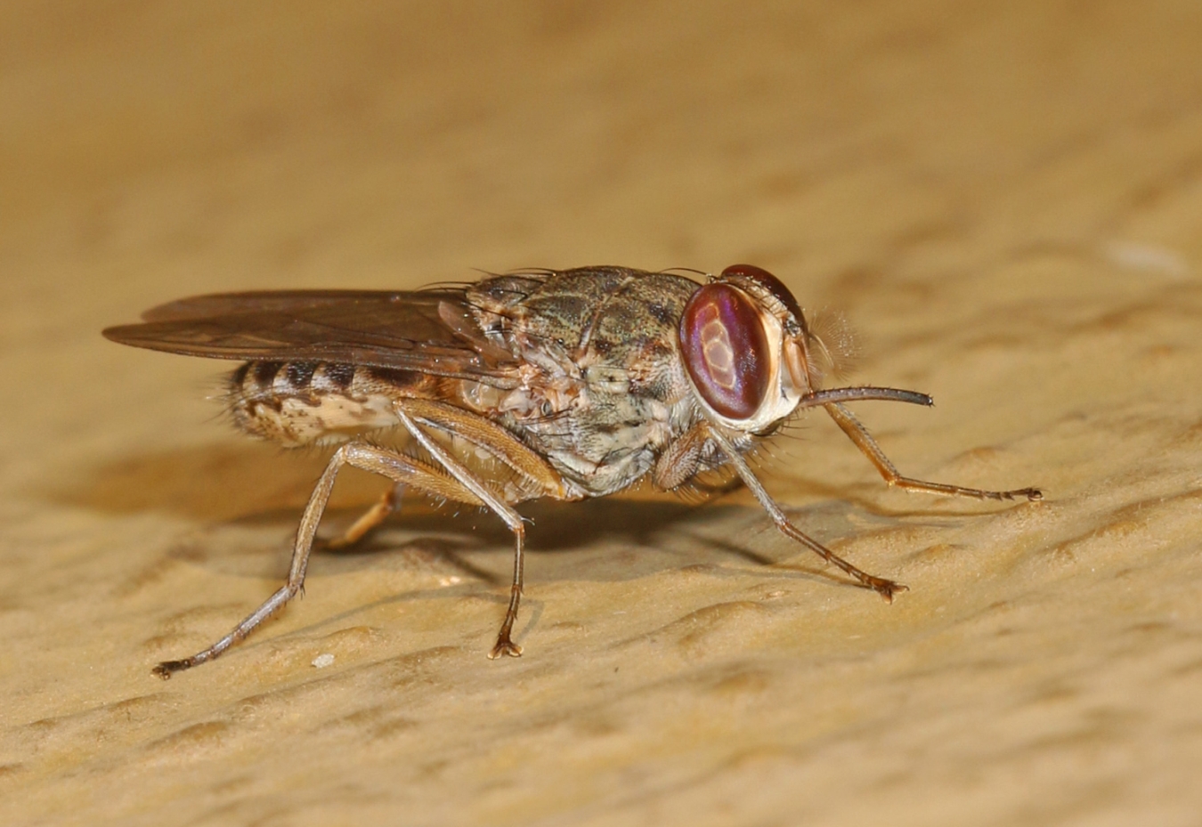 Tsetse fly