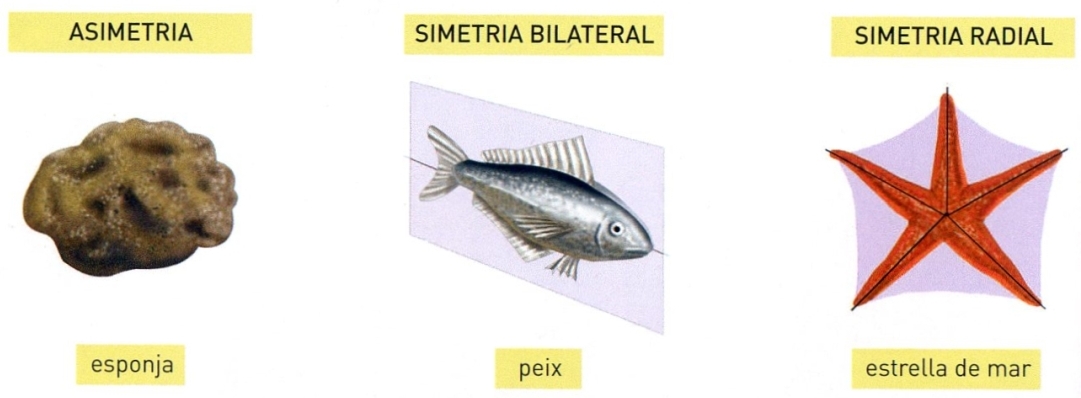 simetria | enciclopedia.cat