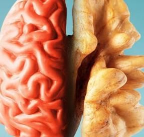 cervell humà i fruit sec