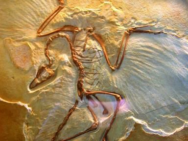 Paleontologia 2011