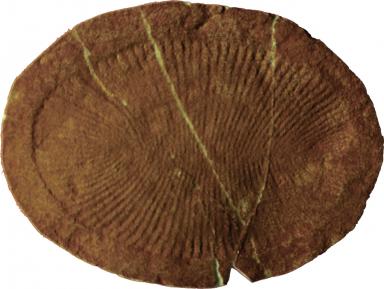Paleontologia 2014