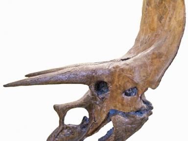 Paleontologia 2015