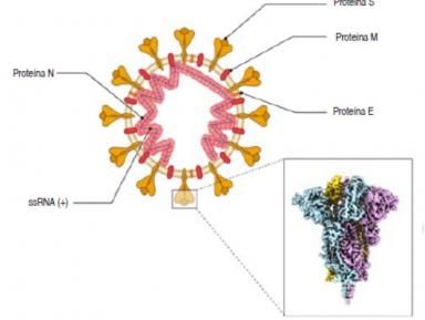 La biologia del SARS-CoV-2