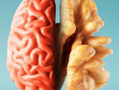 cervell humà i fruit sec